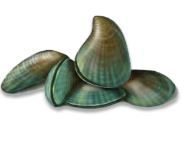 Mussels